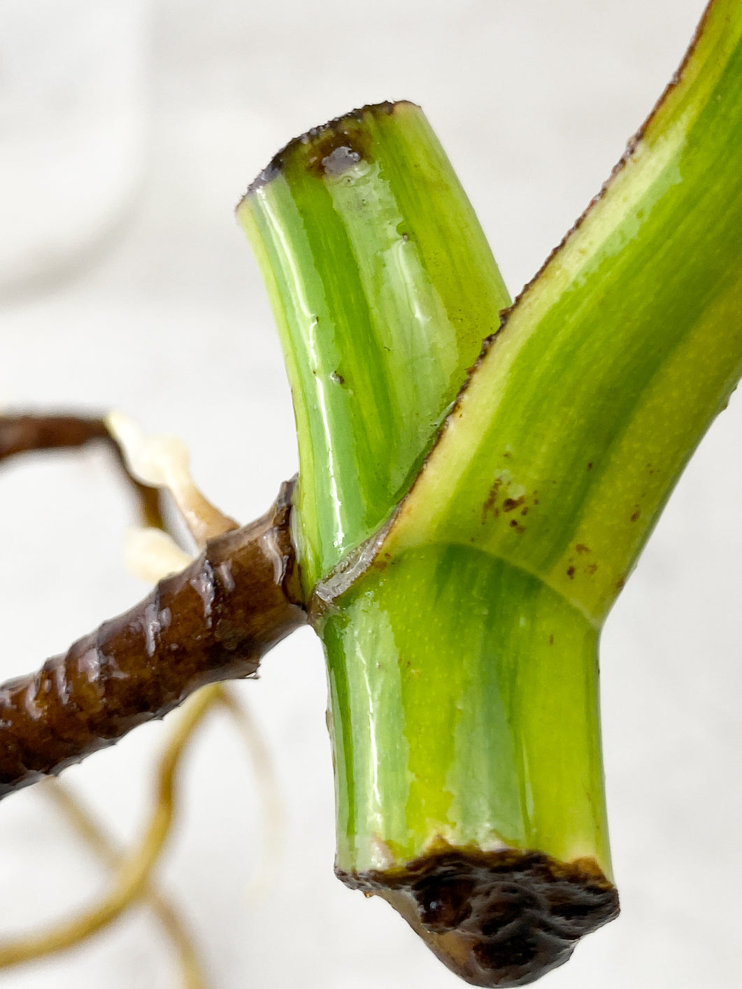 Monstera Aurea Tricolor 1 leaf