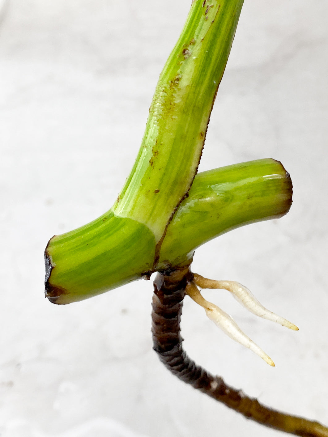Monstera Aurea Tricolor 1 leaf