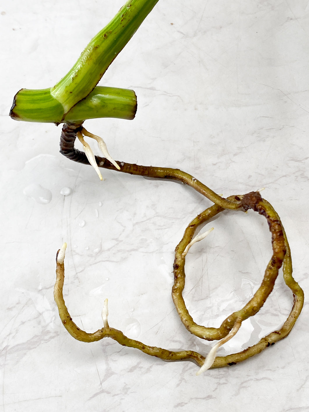 Monstera Aurea Tricolor 1 leaf