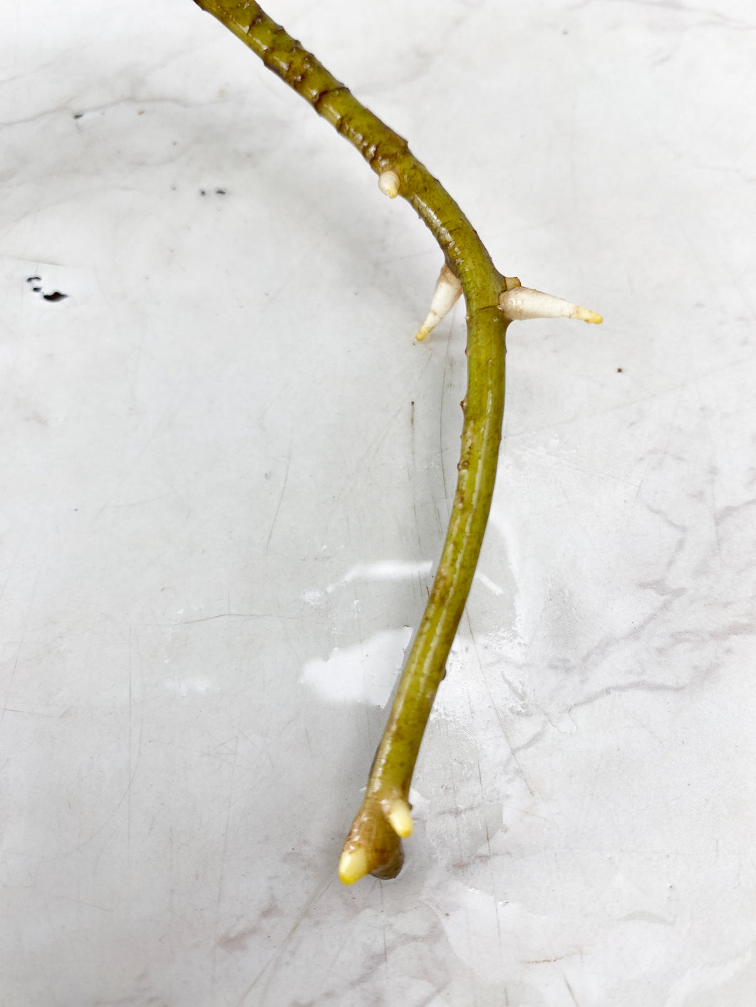 Monstera Aurea Tricolor node