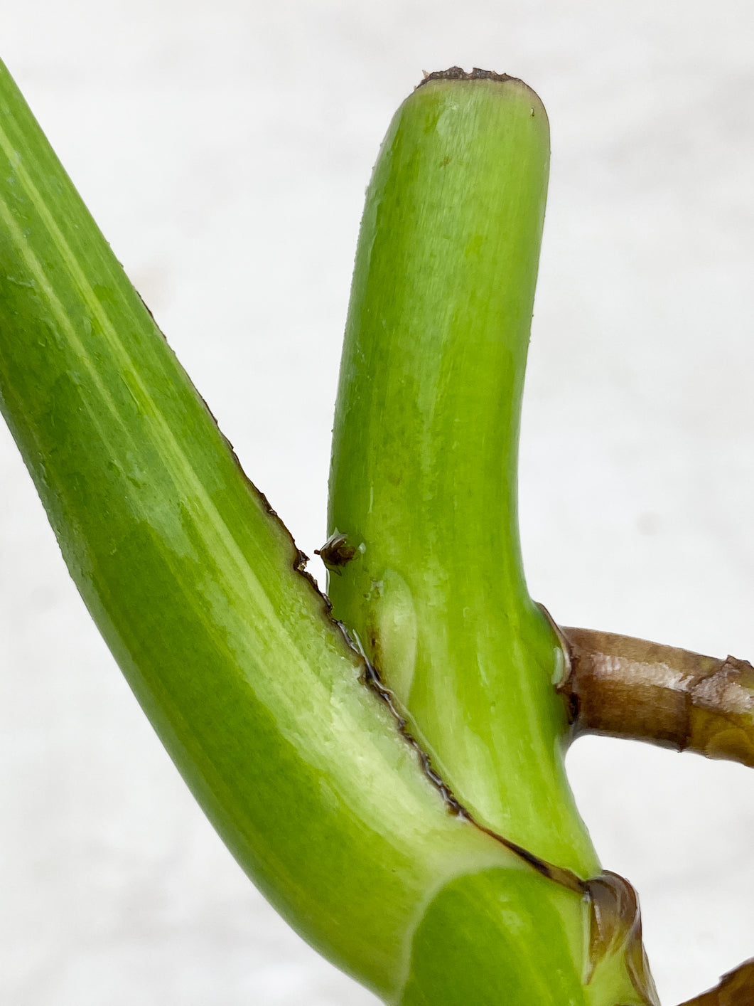 Monstera Aurea Tricolor node