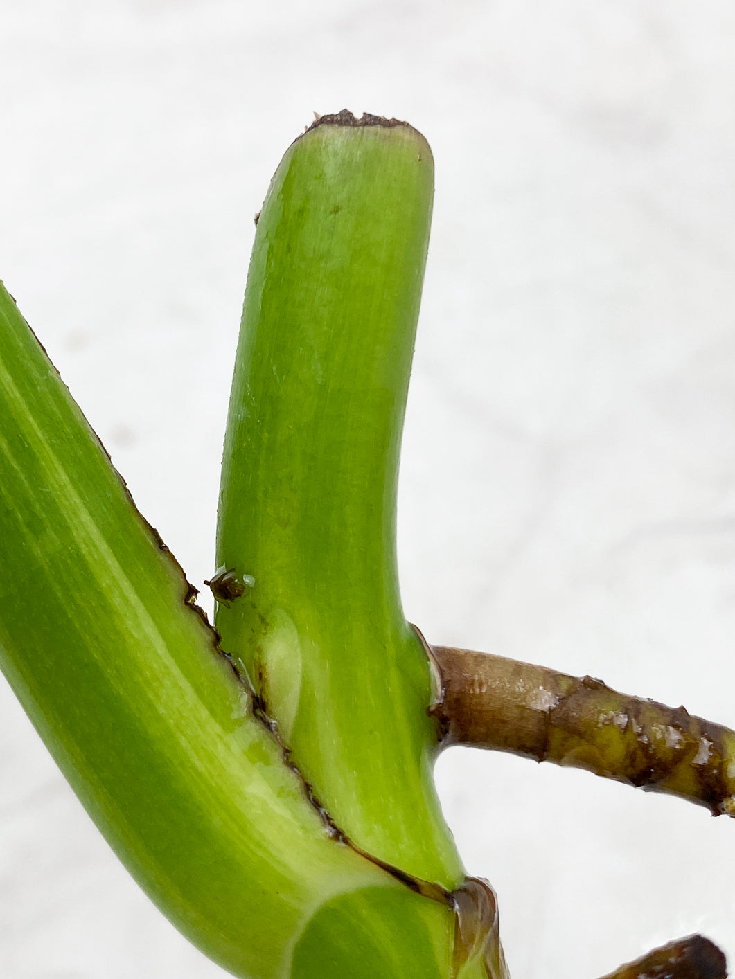 Monstera Aurea Tricolor node