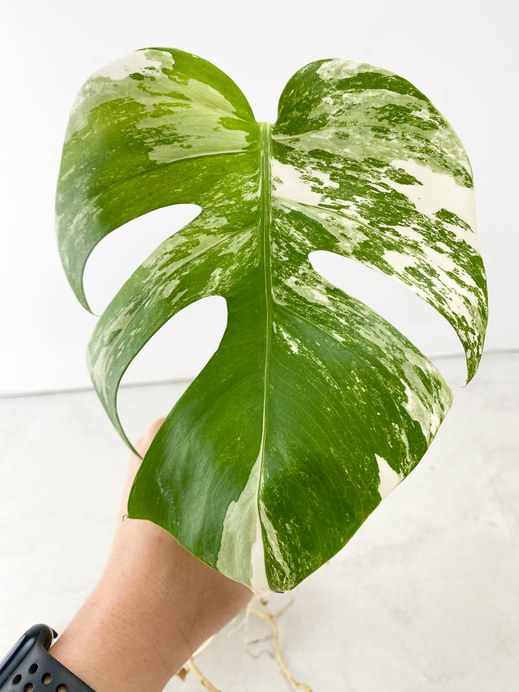 Monstera Albo White Tiger 1 leaf