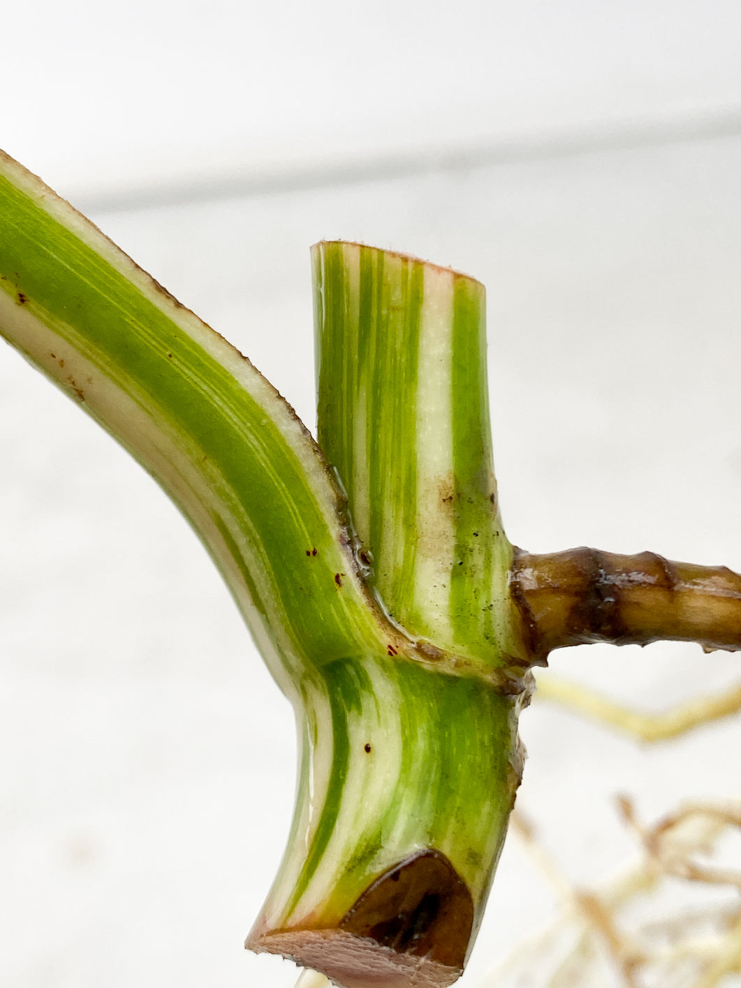 Monstera Albo White Tiger 1 leaf