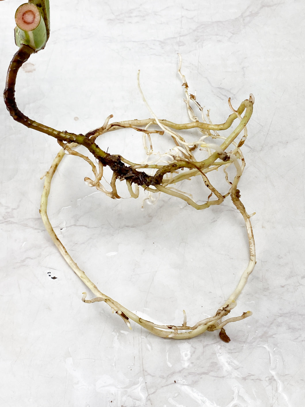 Monstera Albo White Tiger 1 leaf