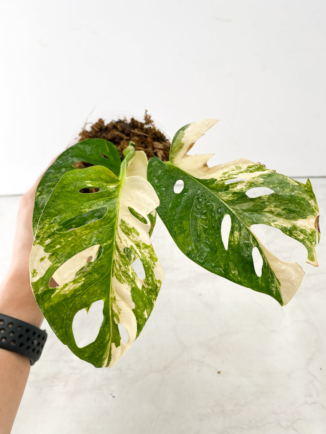 Monstera Adansonii Aurea 3 leaf