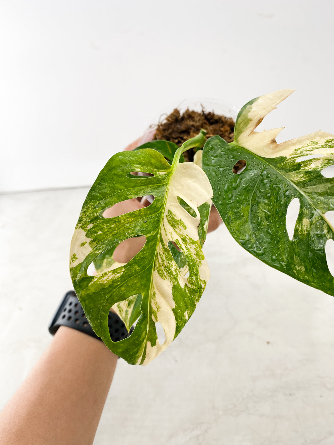 Monstera Adansonii Aurea 3 leaf