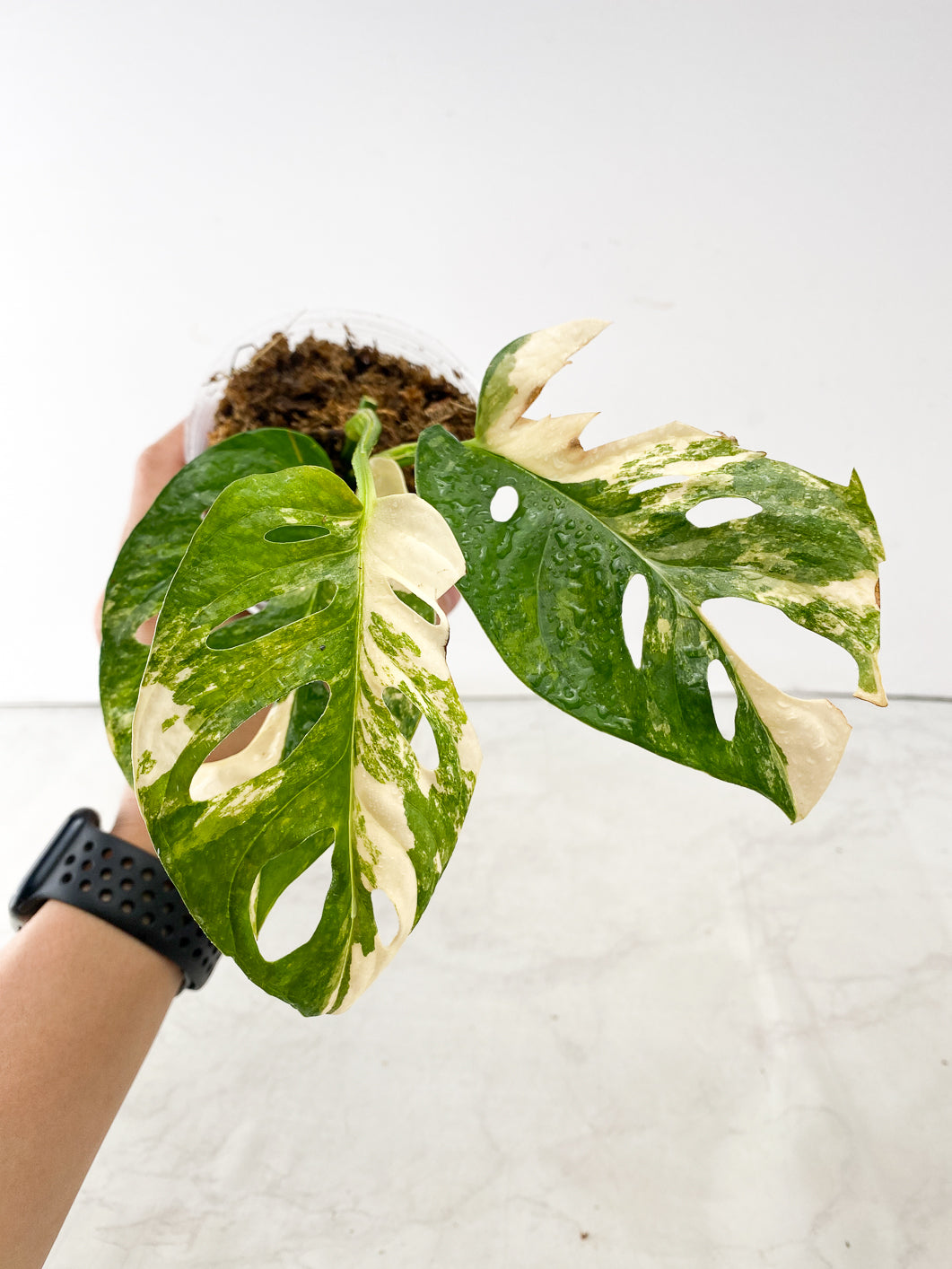 Monstera Adansonii Aurea 3 leaf