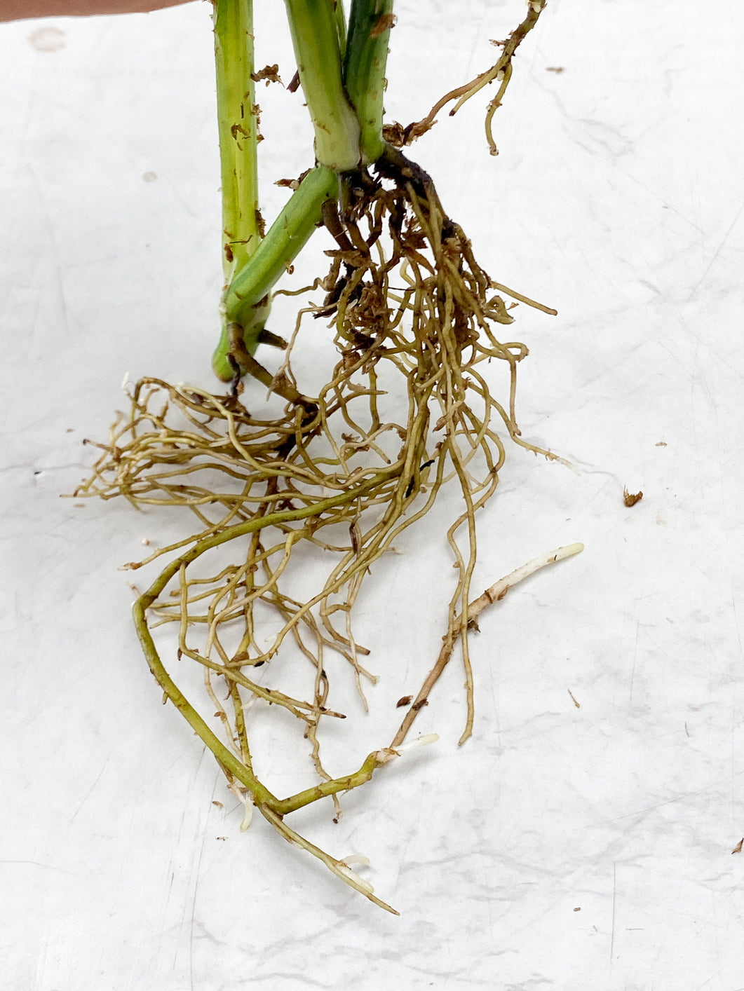 Monstera Adansonii Aurea 3 leaf