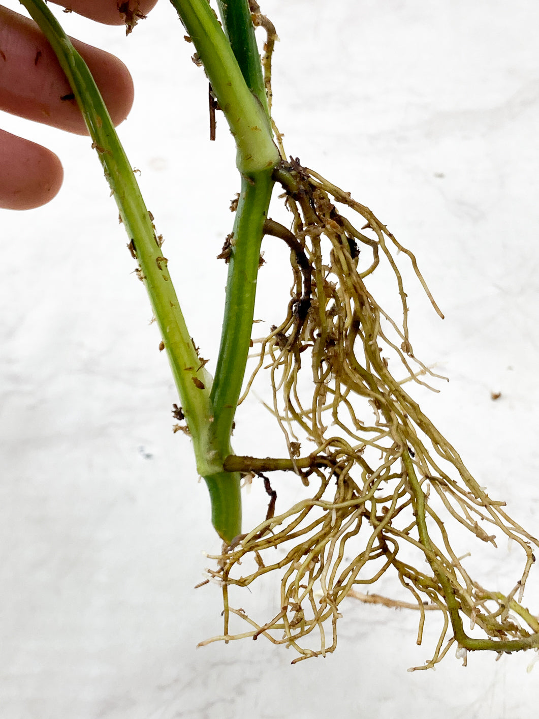 Monstera Adansonii Aurea 3 leaf