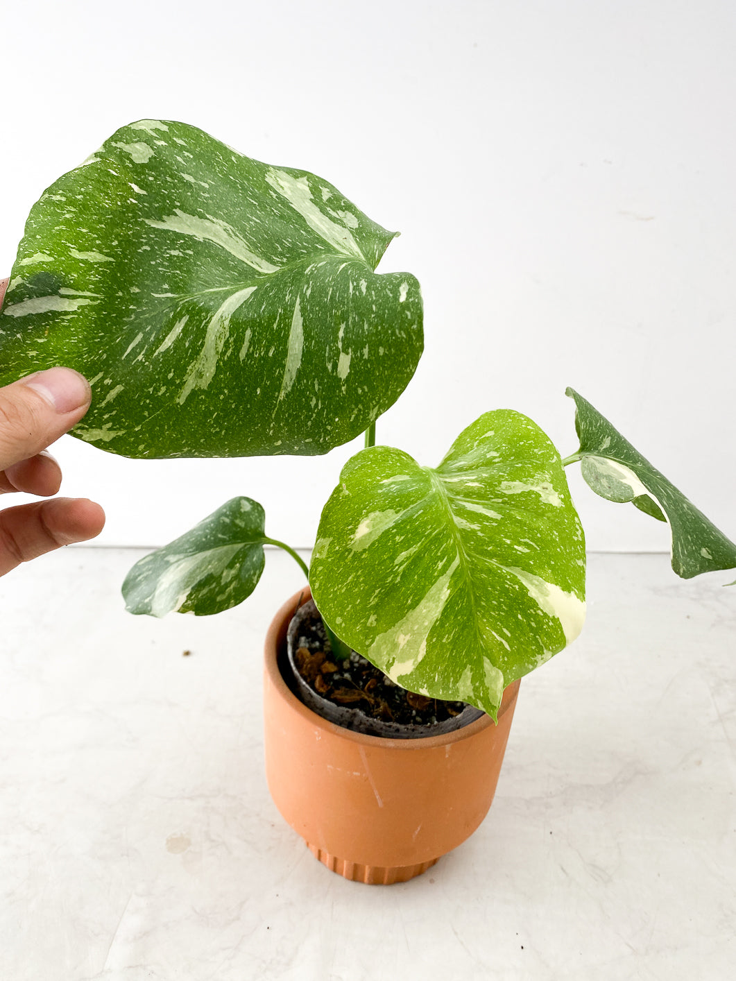 Monstera Thai Constellation 4 leaf top cutting
