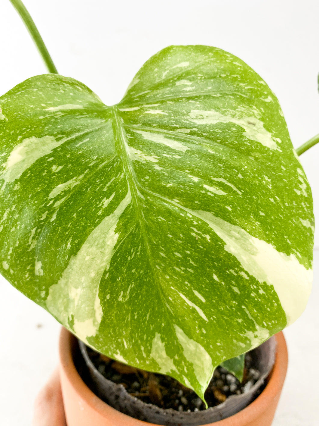 Monstera Thai Constellation 4 leaf top cutting