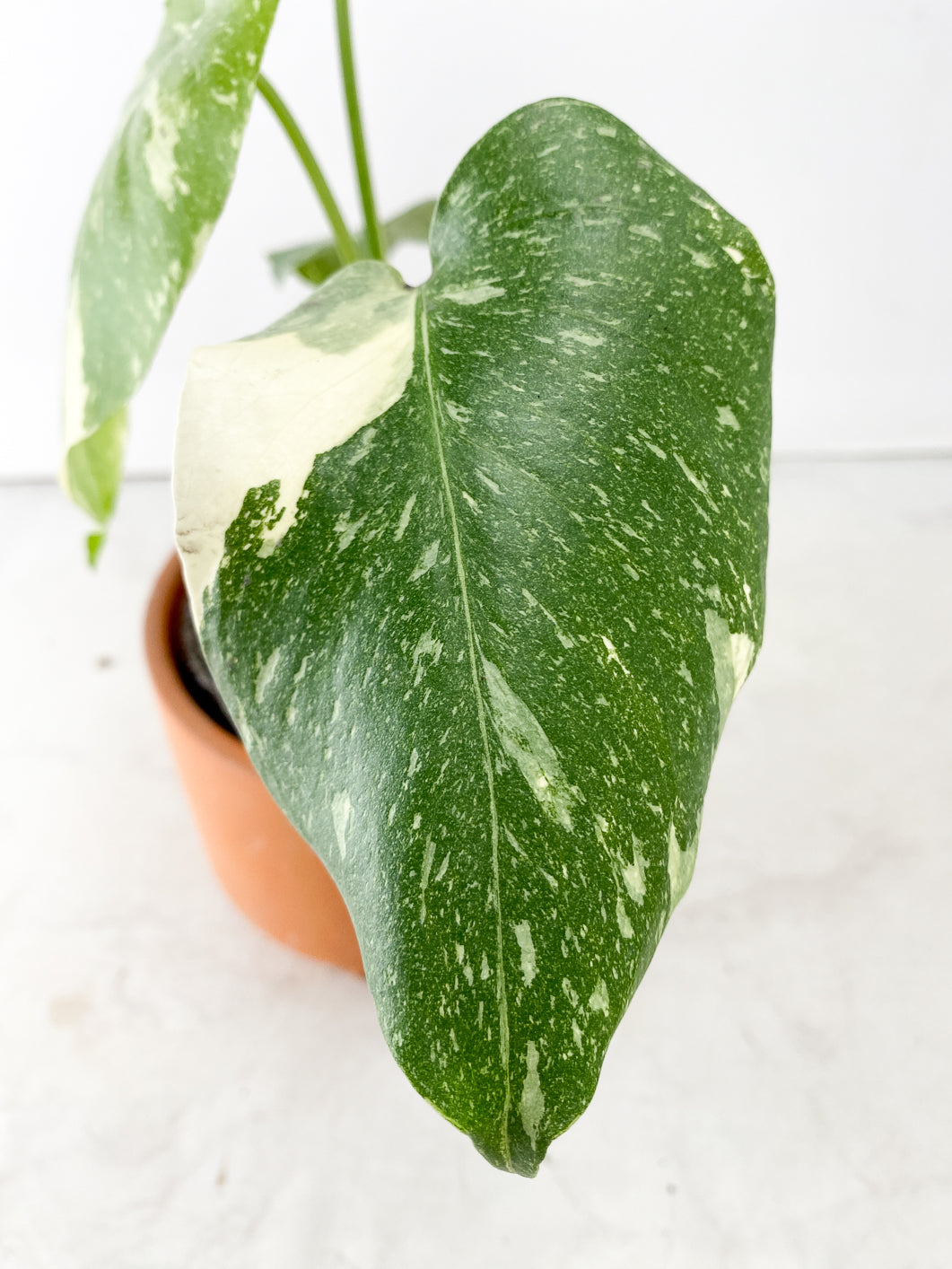 Monstera Thai Constellation 4 leaf top cutting