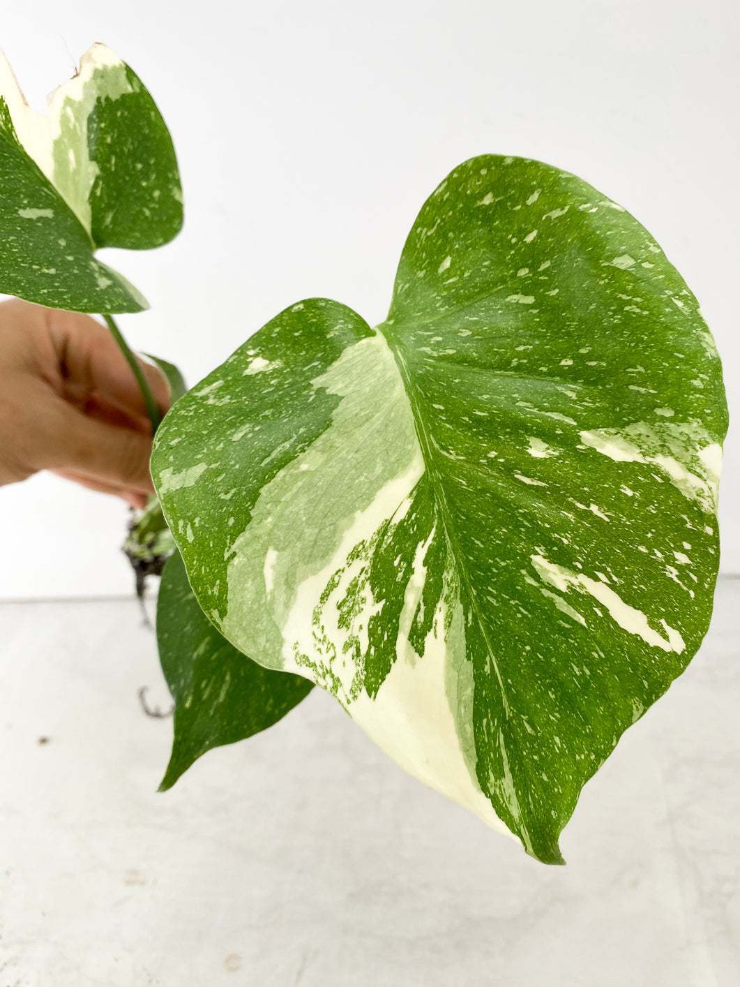 Monstera Thai Constellation 3 leaf top cutting