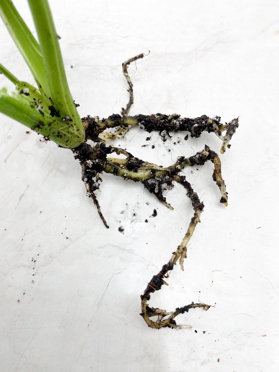 Monstera Thai Constellation 3 leaf top cutting