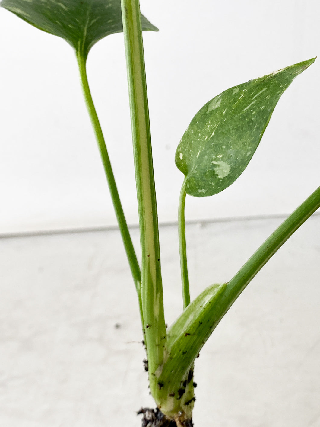 Monstera Thai Constellation 3 leaf top cutting