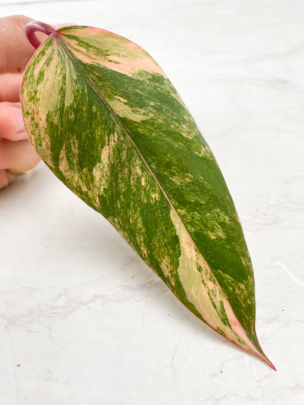 Philodendron Strawberry Shake 1 leaf