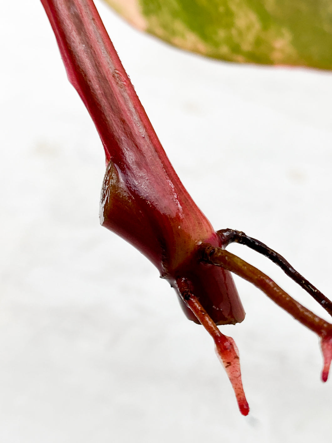 Philodendron Strawberry Shake 1 leaf