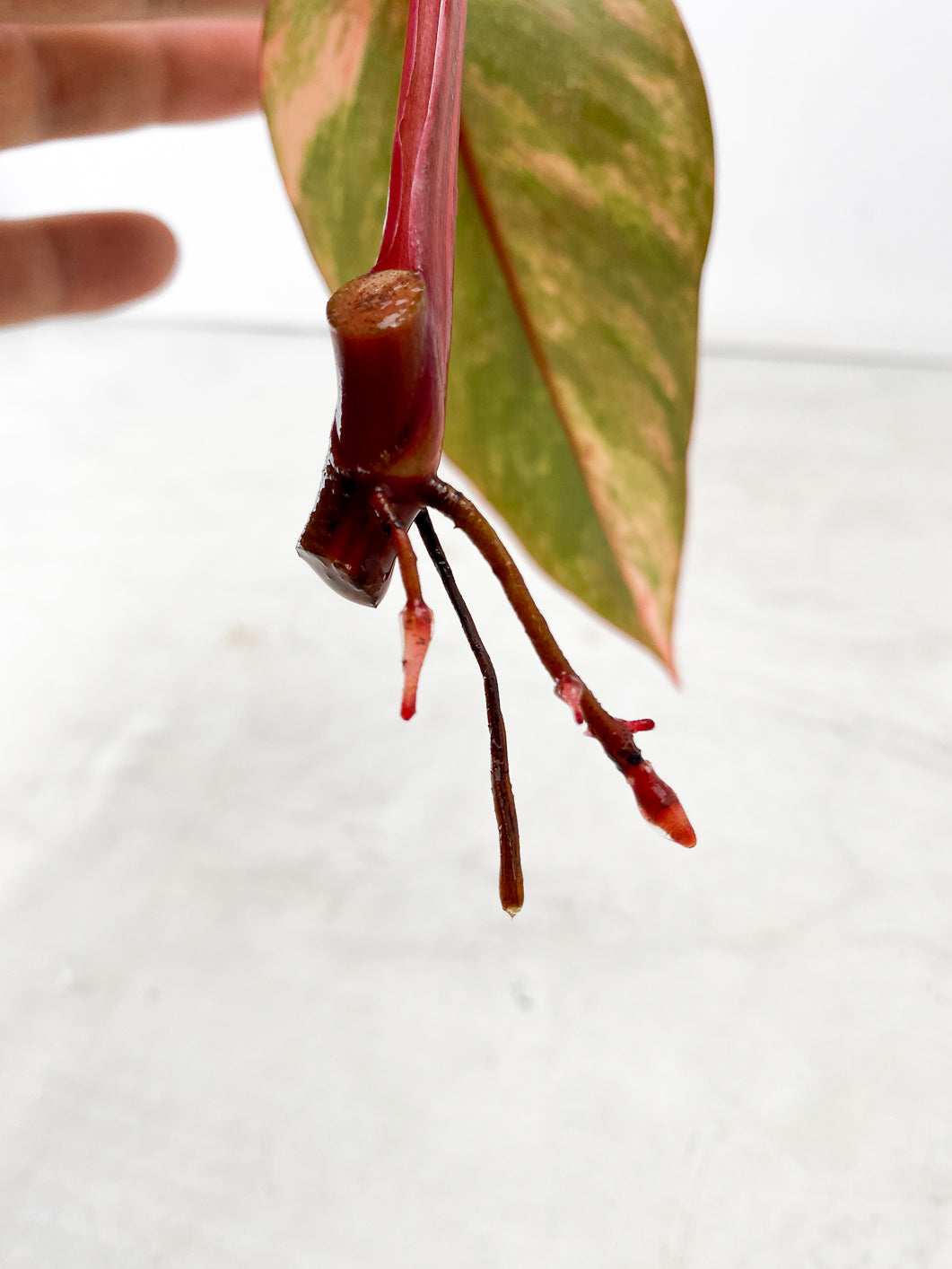 Philodendron Strawberry Shake 1 leaf