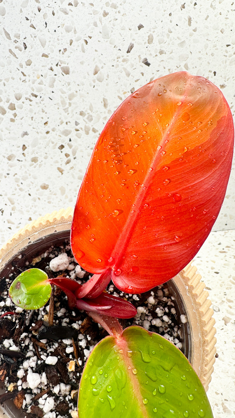 Philodendron Red Moon Hybrid 2 leaves and 1 sprout