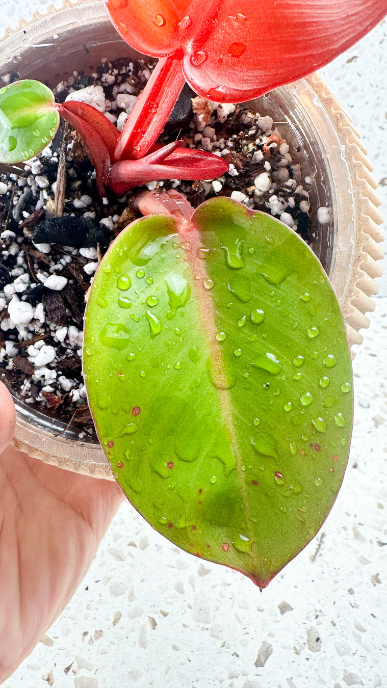 Philodendron Red Moon Hybrid 2 leaves and 1 sprout