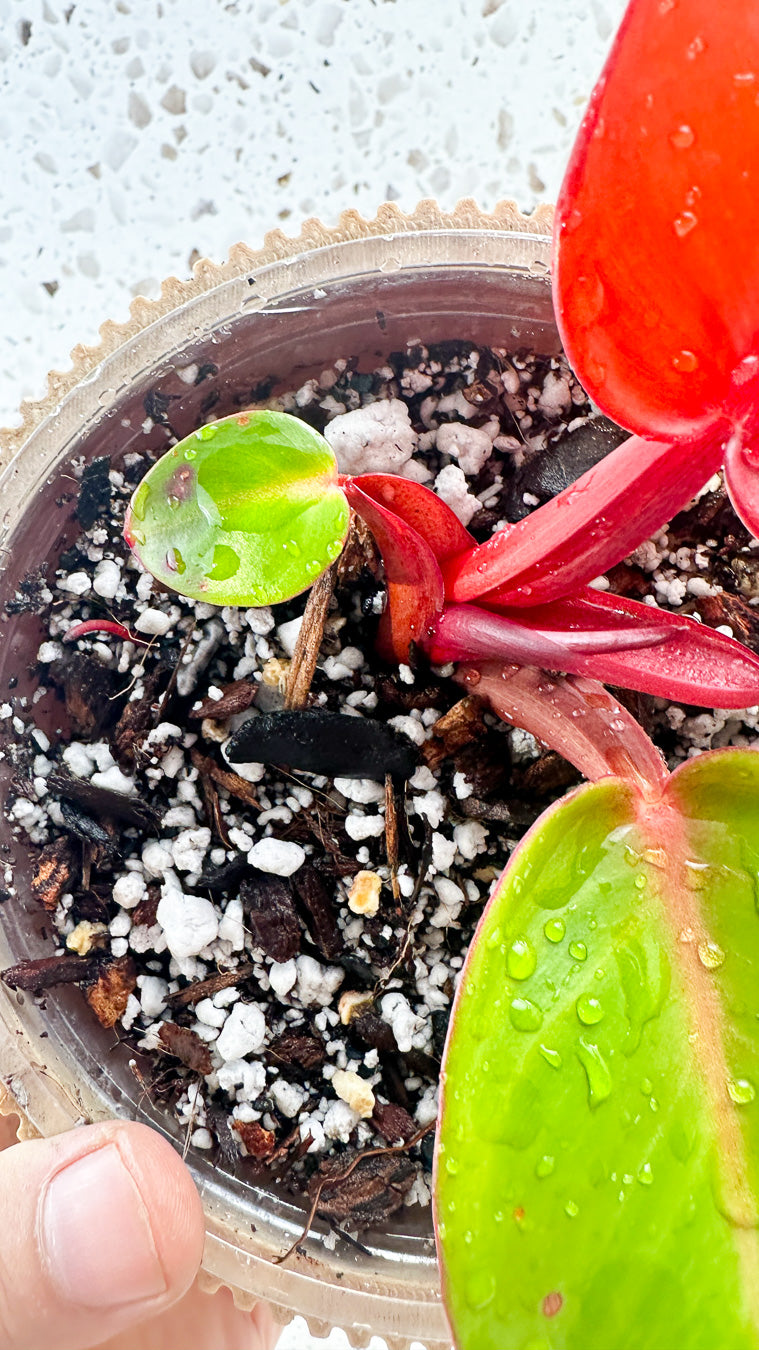 Philodendron Red Moon Hybrid 2 leaves and 1 sprout