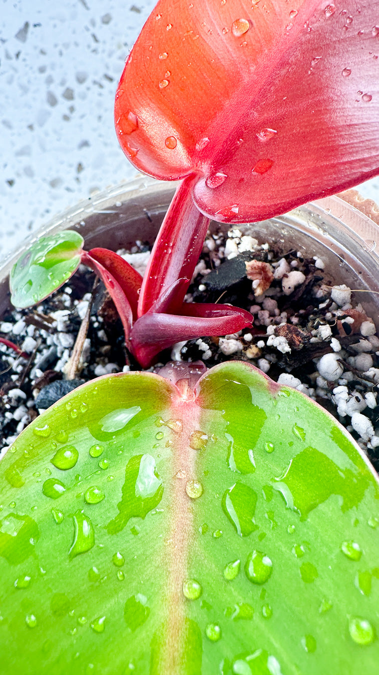 Philodendron Red Moon Hybrid 2 leaves and 1 sprout