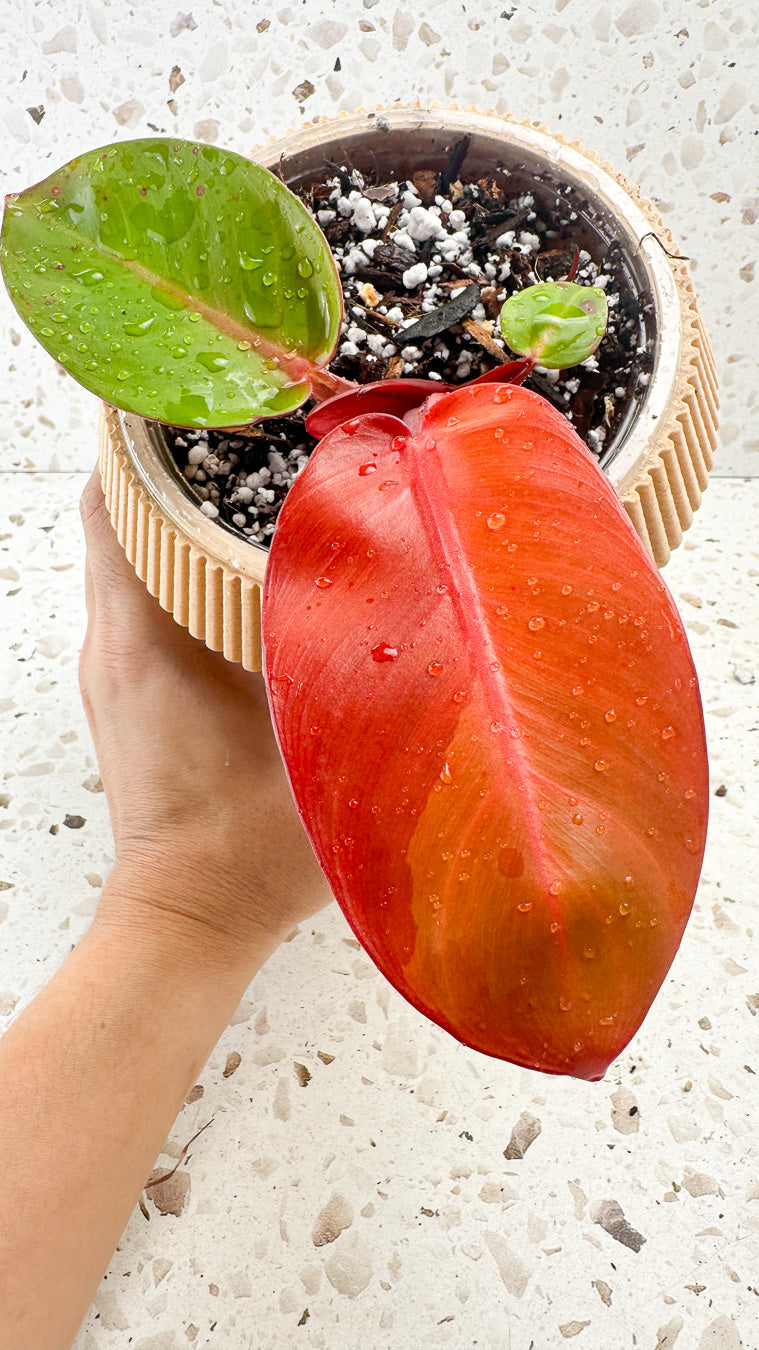 Philodendron Red Moon Hybrid 2 leaves and 1 sprout