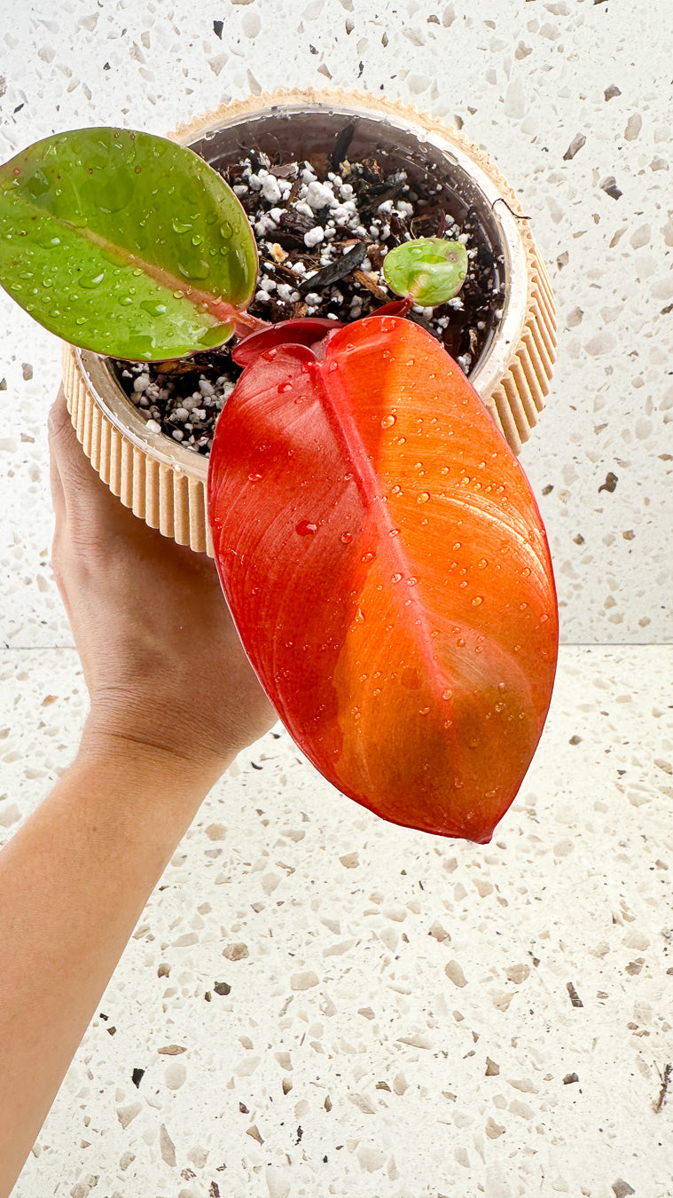 Philodendron Red Moon Hybrid 2 leaves and 1 sprout