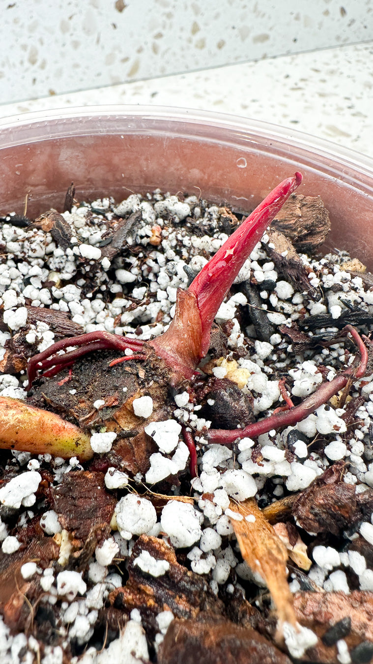 Philodendron Red Moon Hybrid 2 leaves and 1 sprout