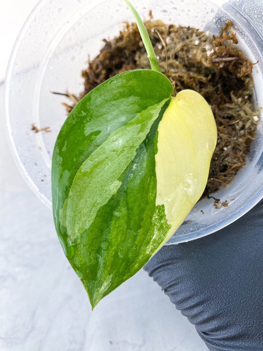 Scindapsus Jade Satin Variegated 1 leaf 1 new growth