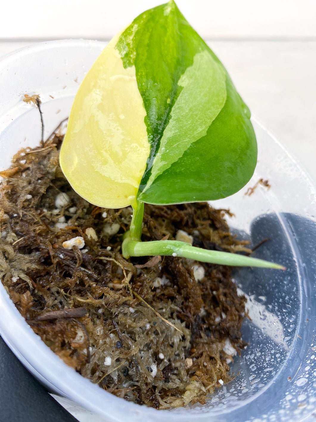 Scindapsus Jade Satin Variegated 1 leaf 1 new growth