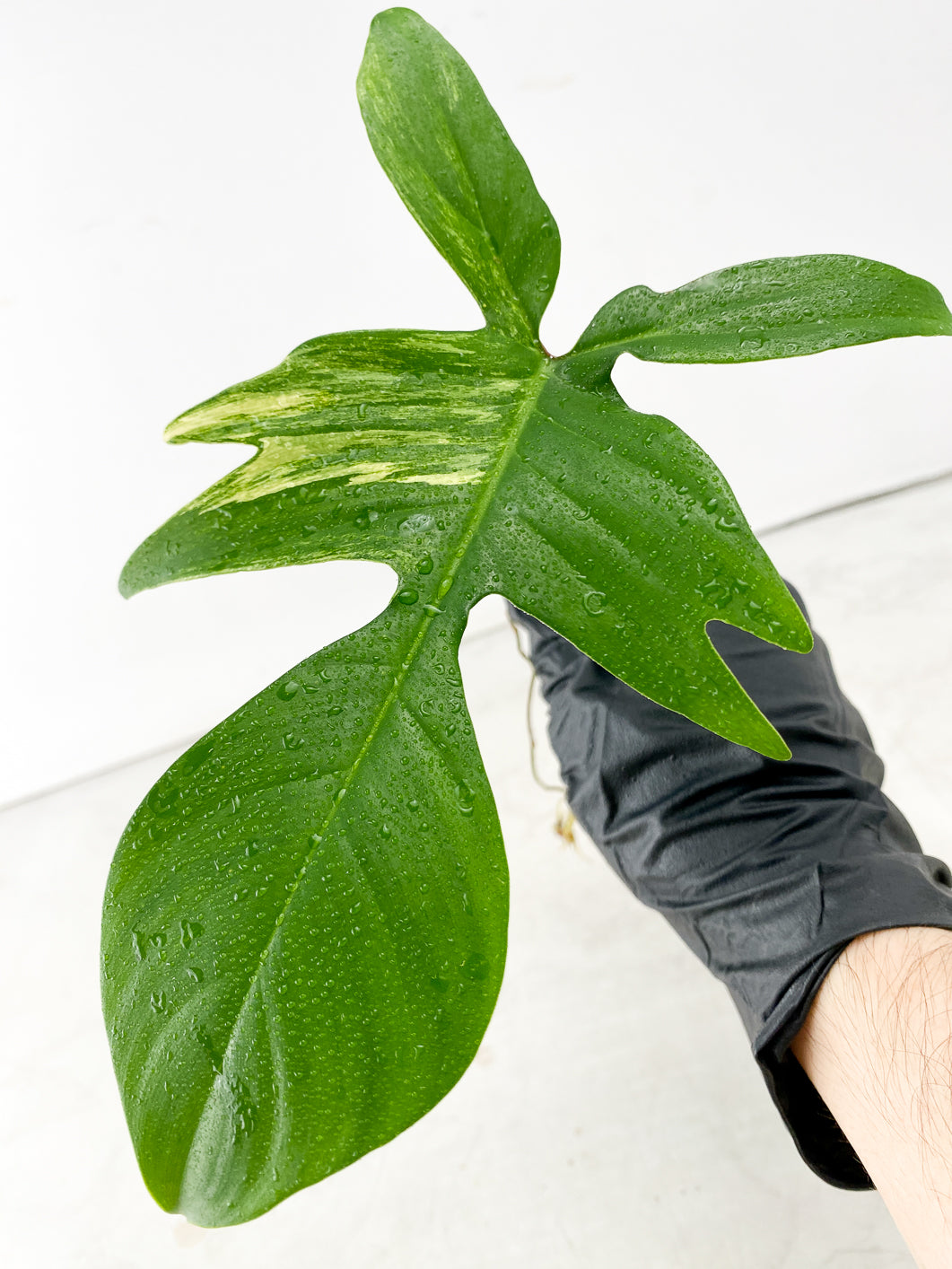 Philodendron Florida Beauty 1 leaf