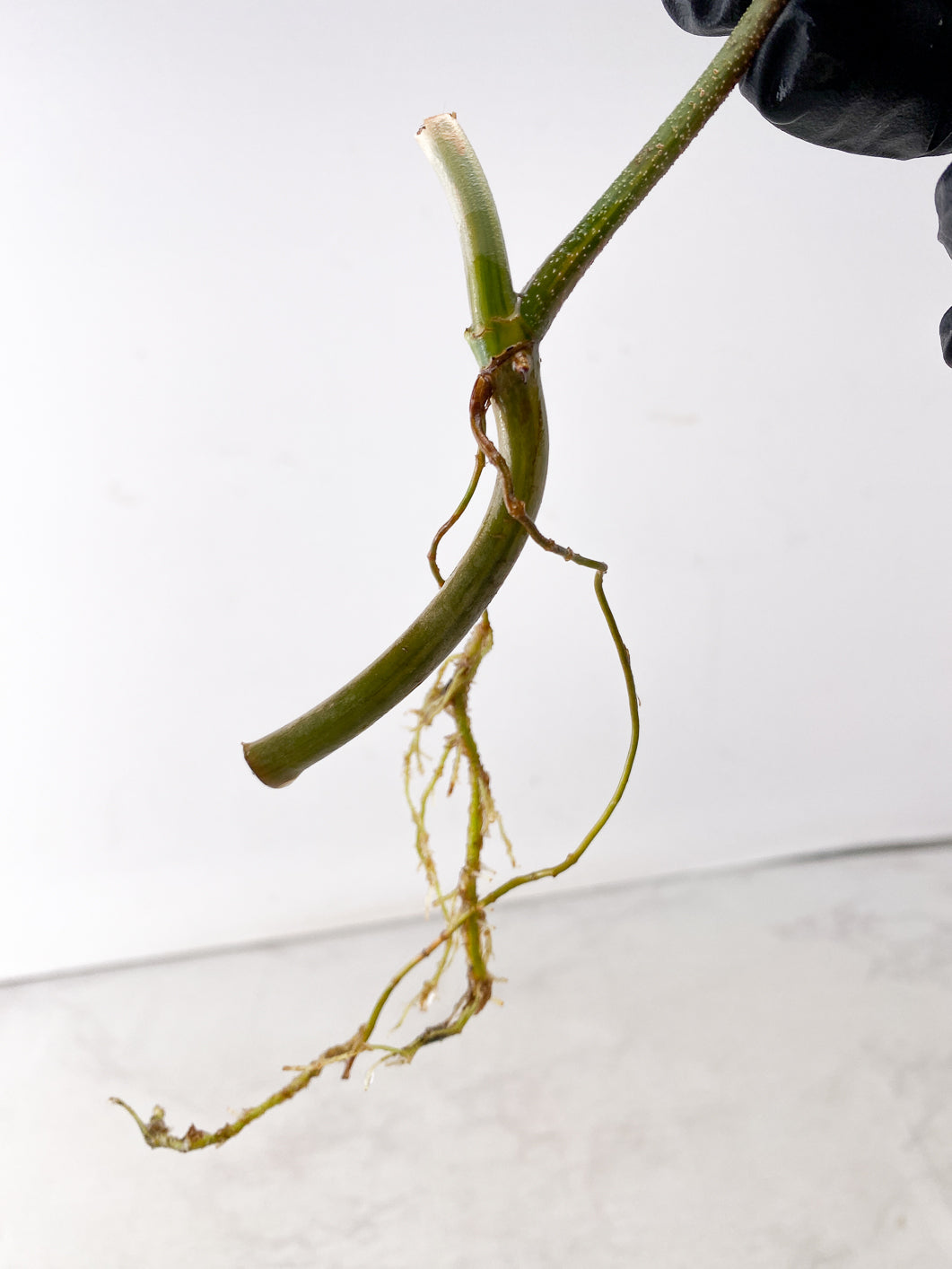 Philodendron Florida Beauty 1 leaf