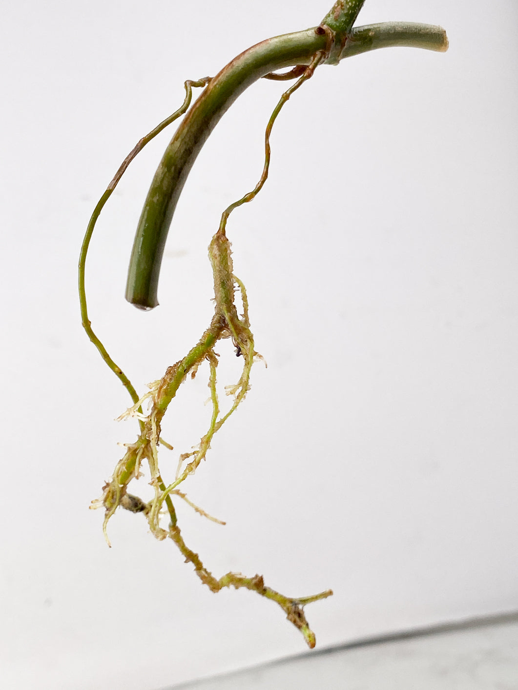 Philodendron Florida Beauty 1 leaf