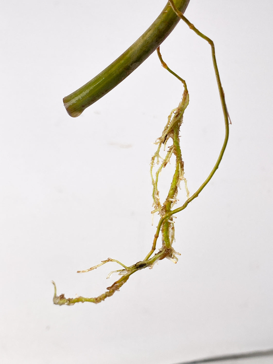 Philodendron Florida Beauty 1 leaf