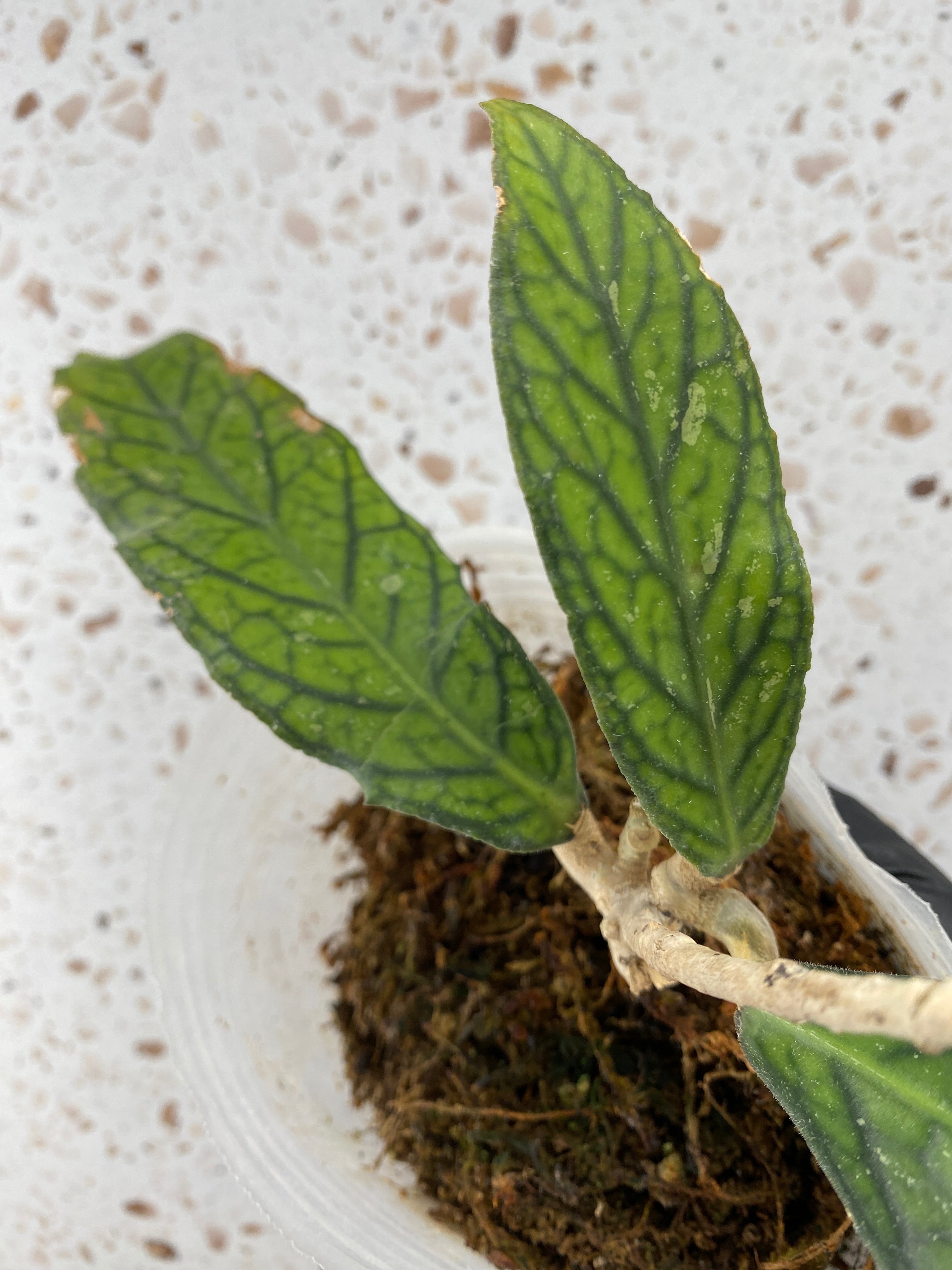Hoya Tanggamus 4 leaves