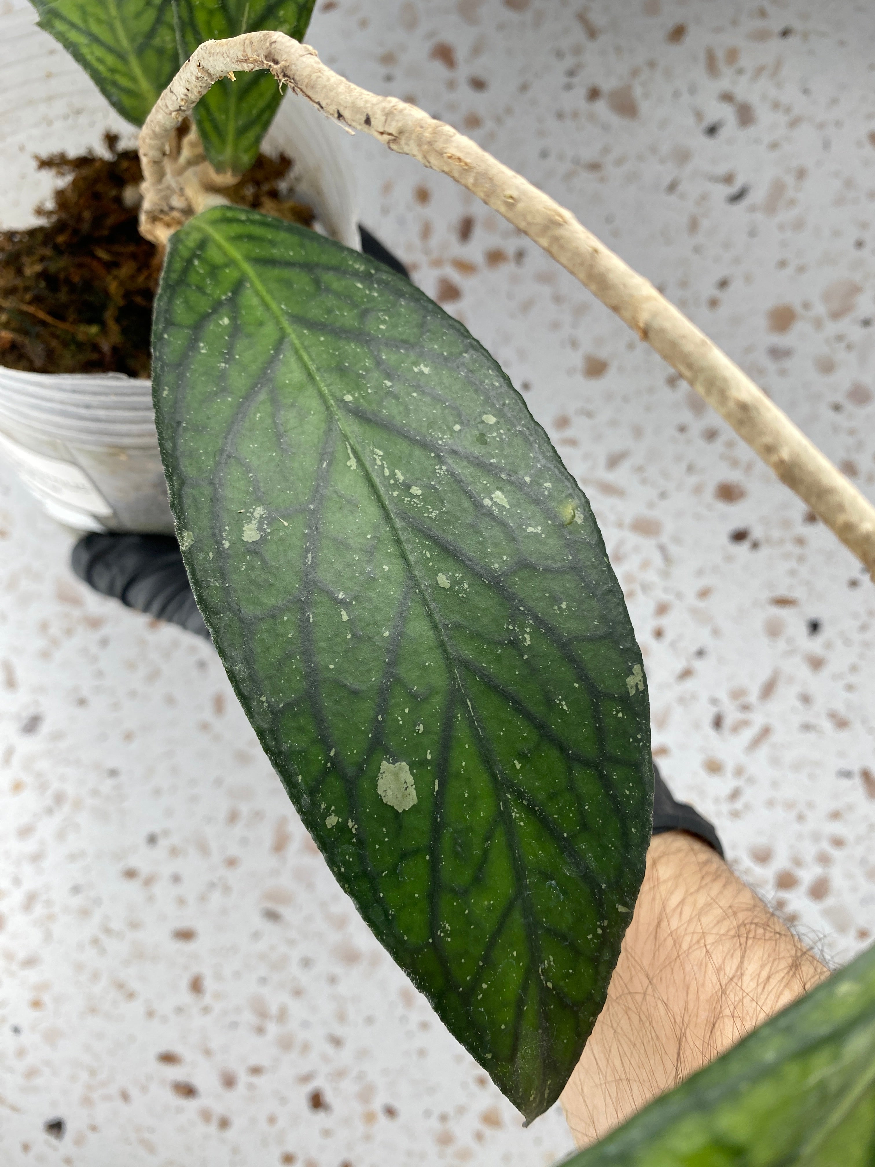 Hoya Tanggamus 4 leaves