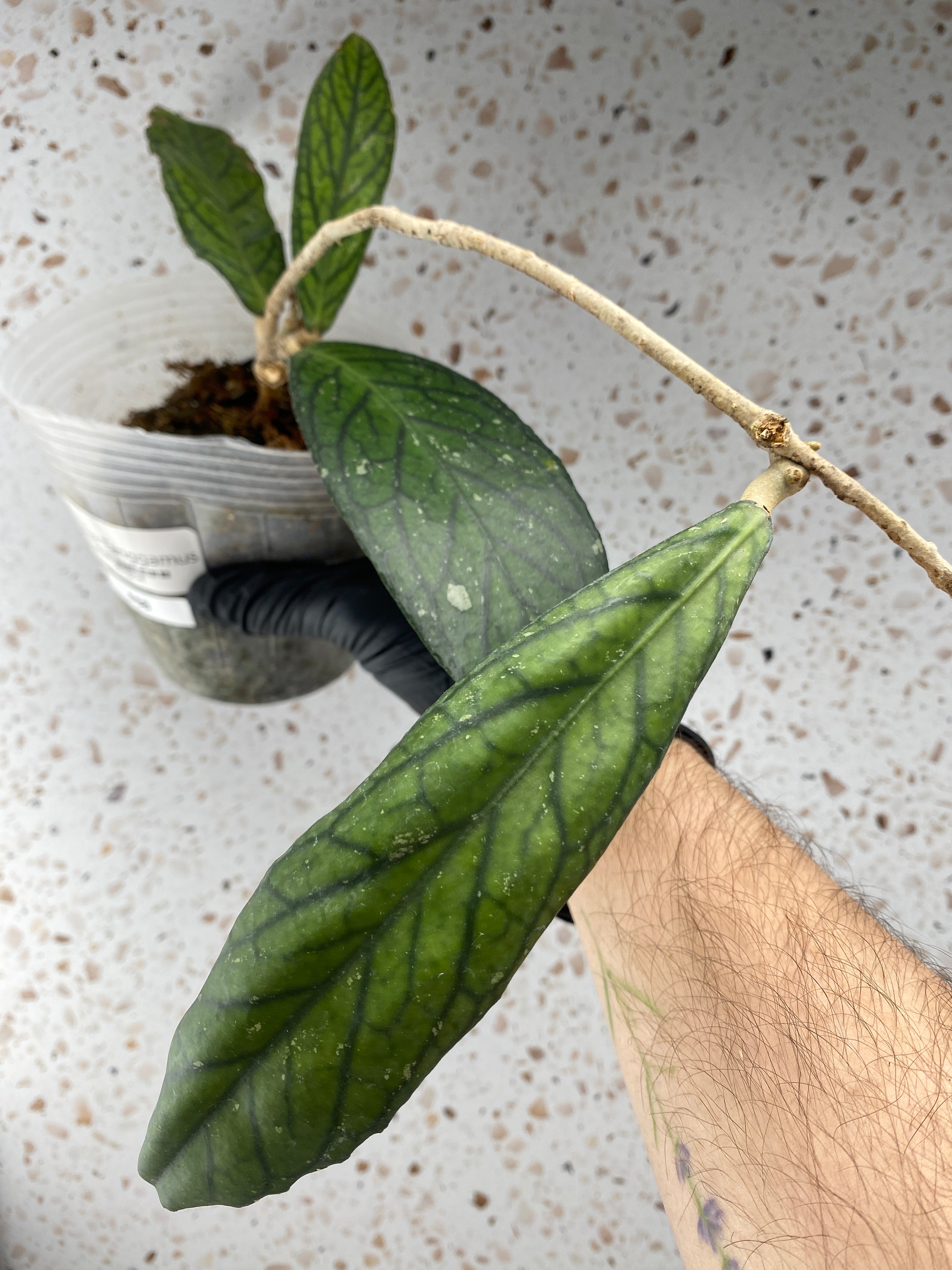 Hoya Tanggamus 4 leaves