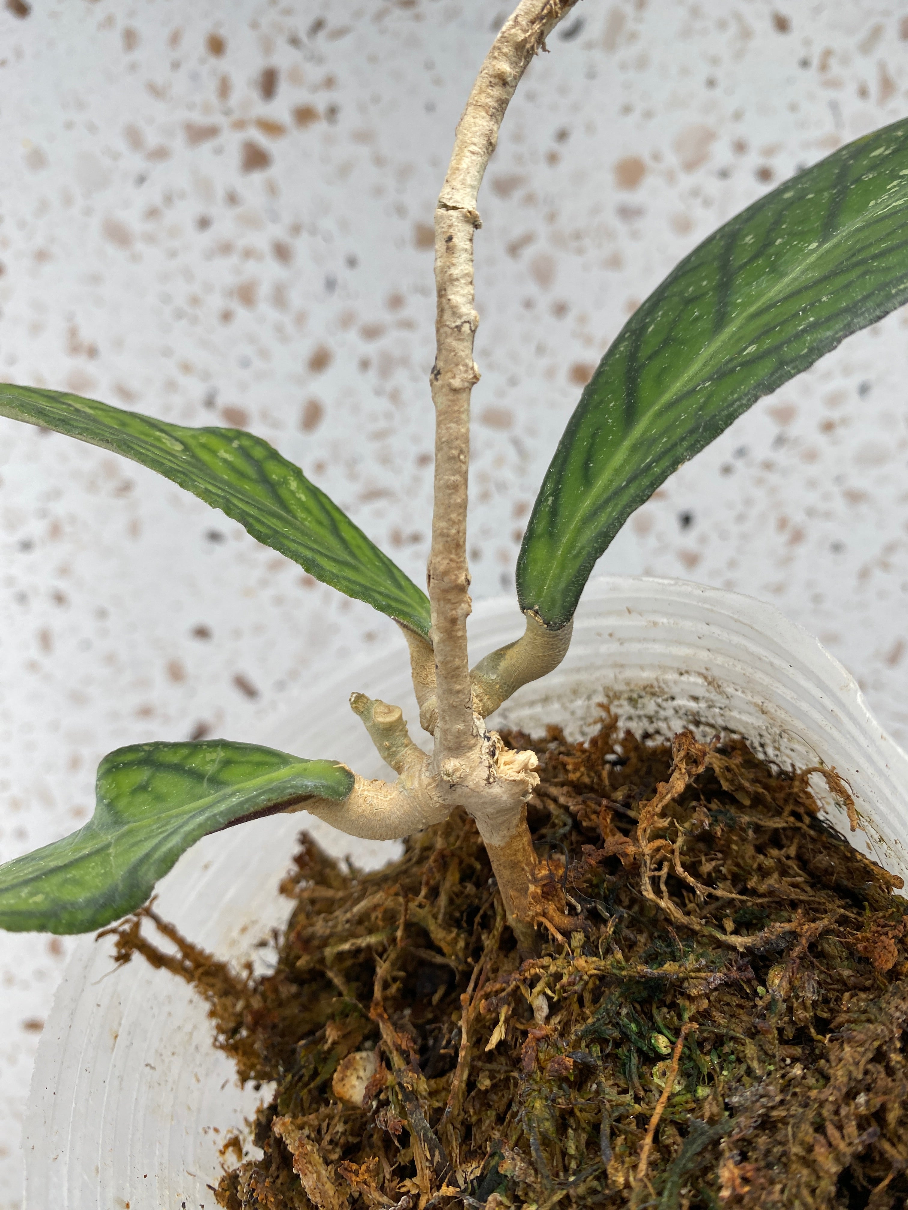 Hoya Tanggamus 4 leaves