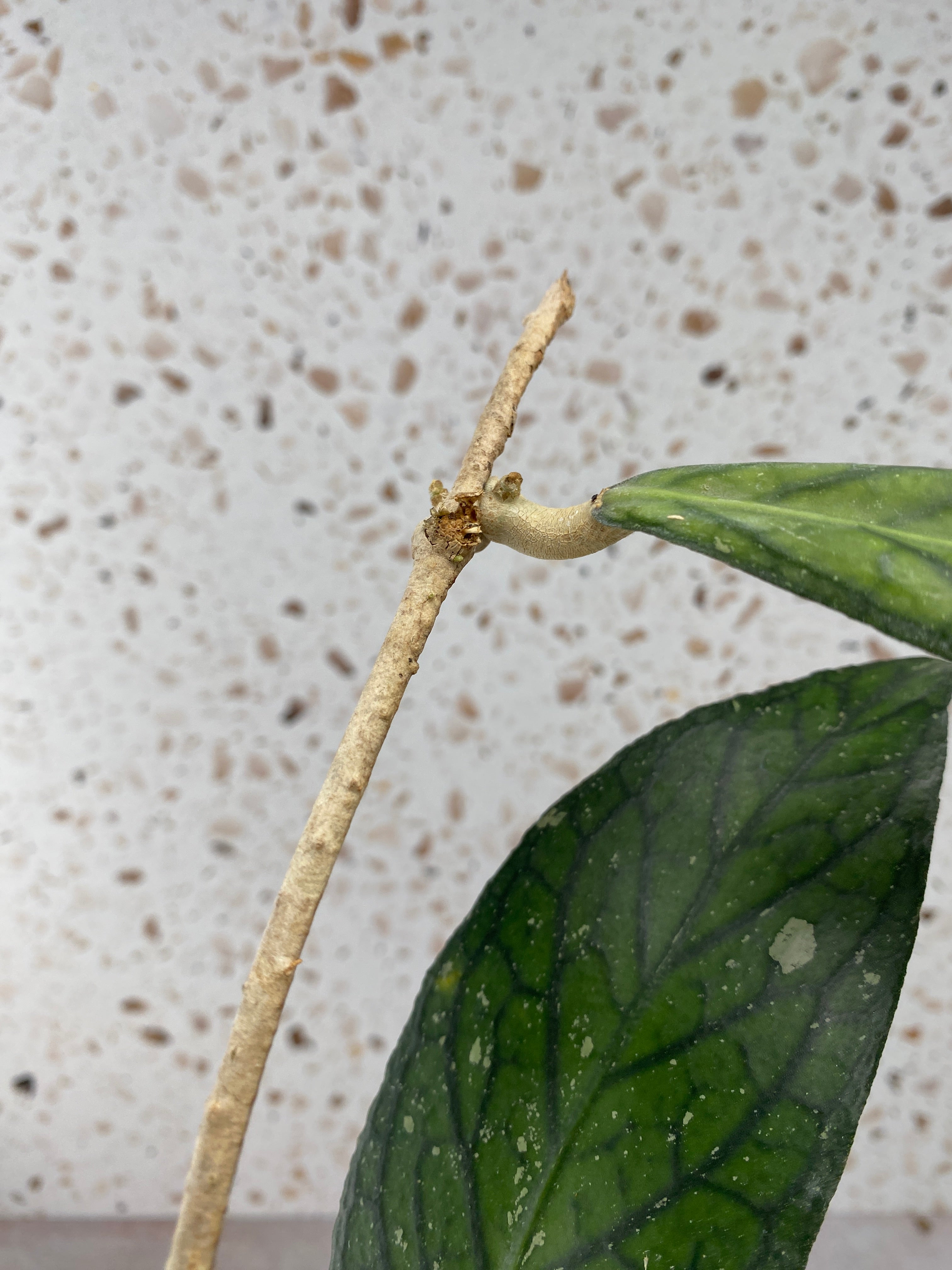 Hoya Tanggamus 4 leaves