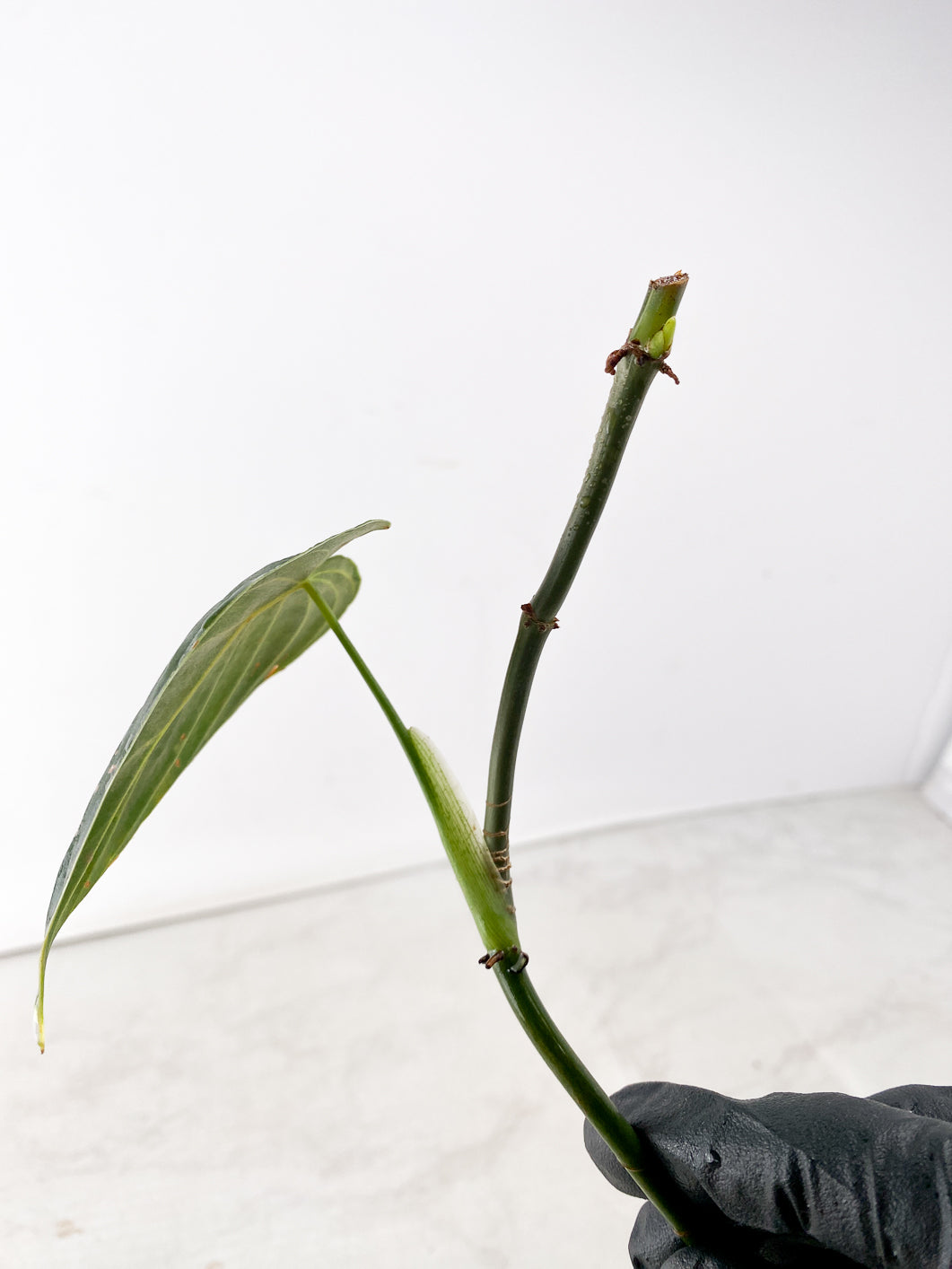 Philodendron Melanochrysum Variegated 1 leaf multiple nodes with sprout