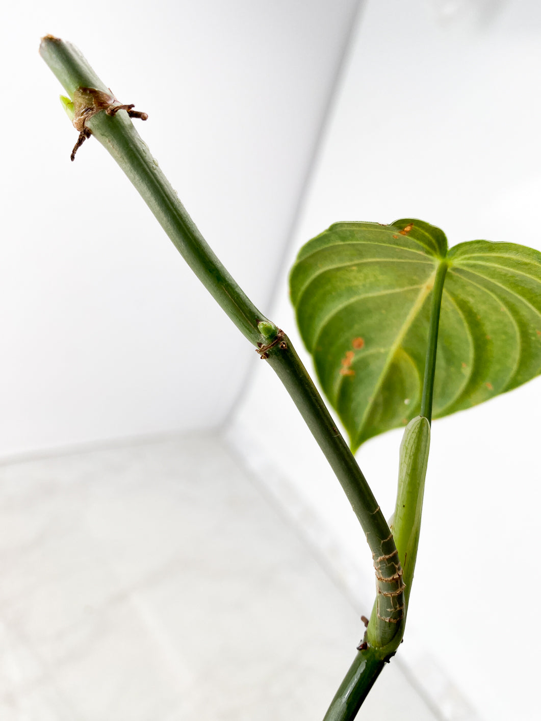 Philodendron Melanochrysum Variegated 1 leaf multiple nodes with sprout
