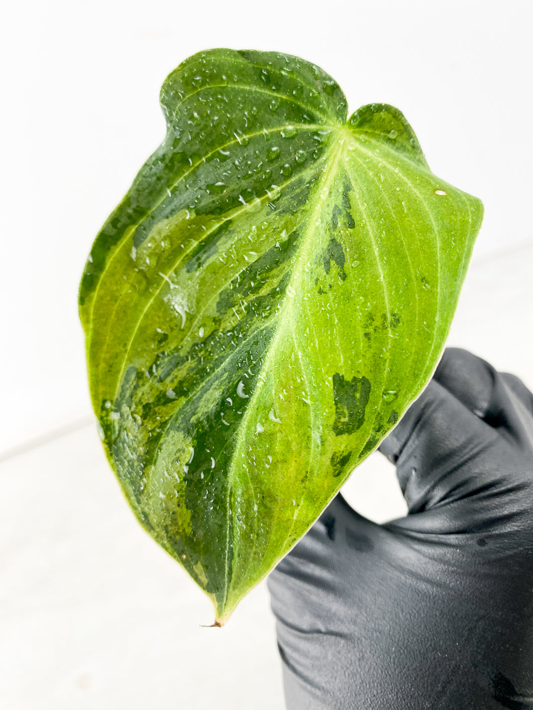 Philodendron Melanochrysum Variegated 1 leaf