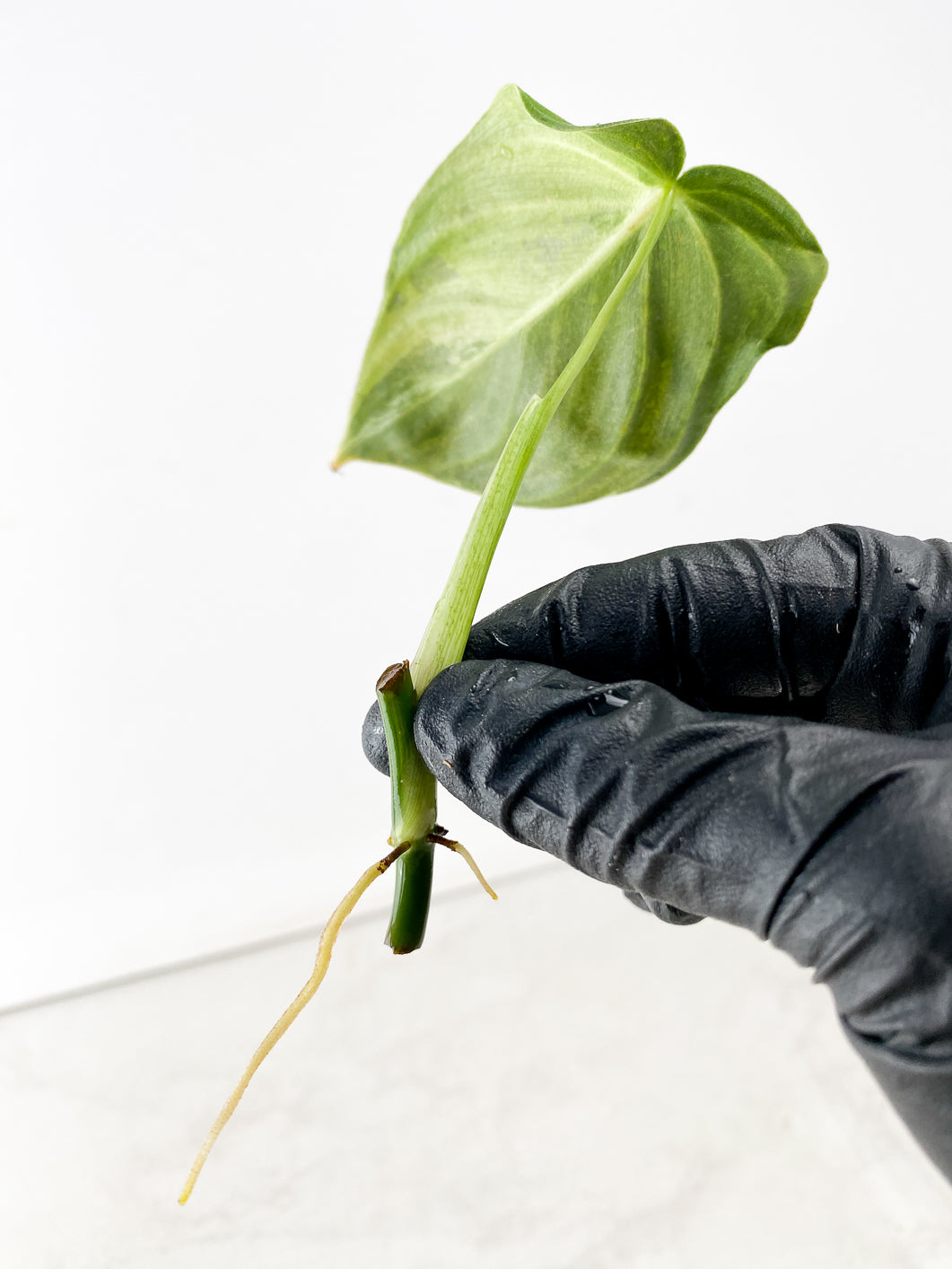 Philodendron Melanochrysum Variegated 1 leaf