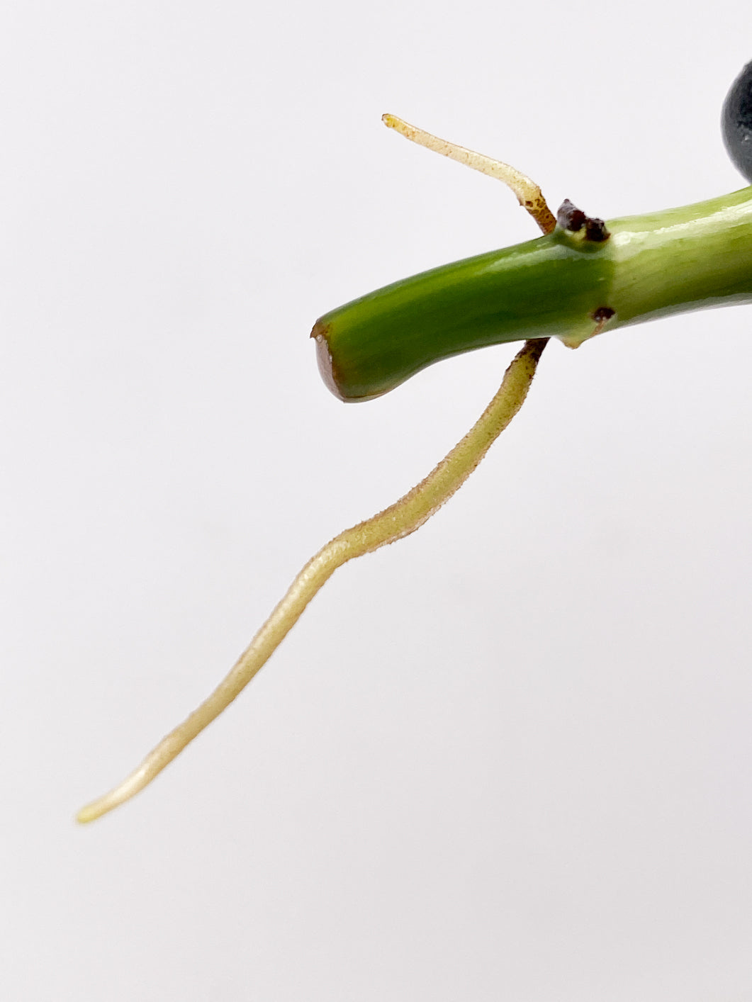 Philodendron Melanochrysum Variegated 1 leaf