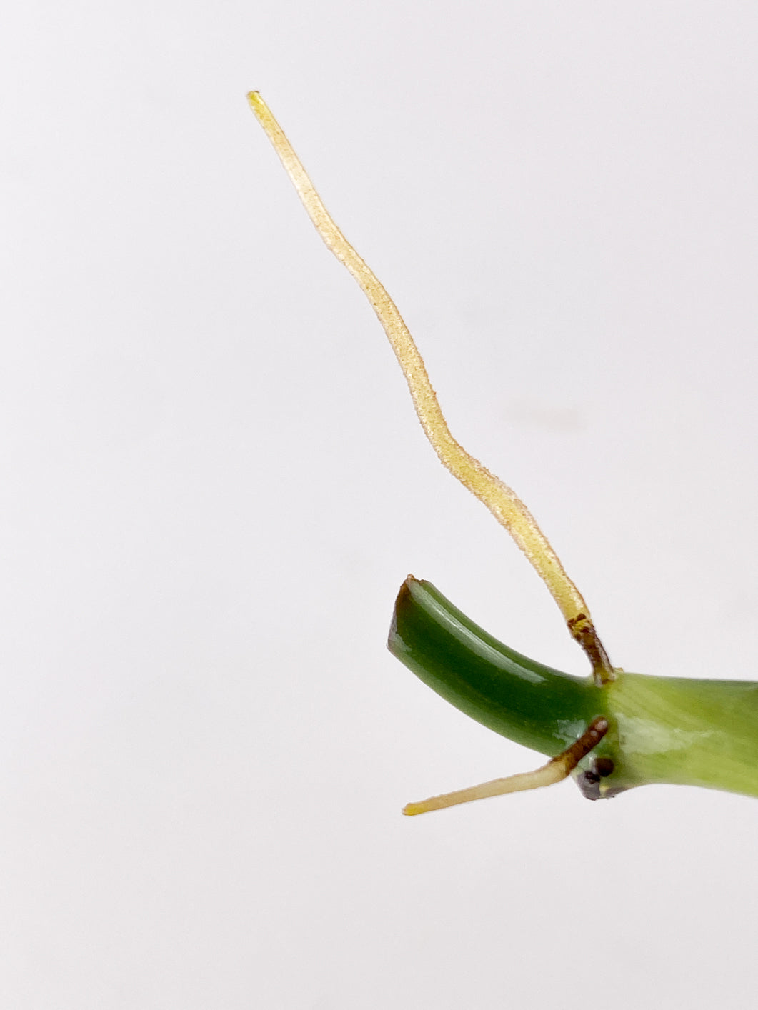Philodendron Melanochrysum Variegated 1 leaf