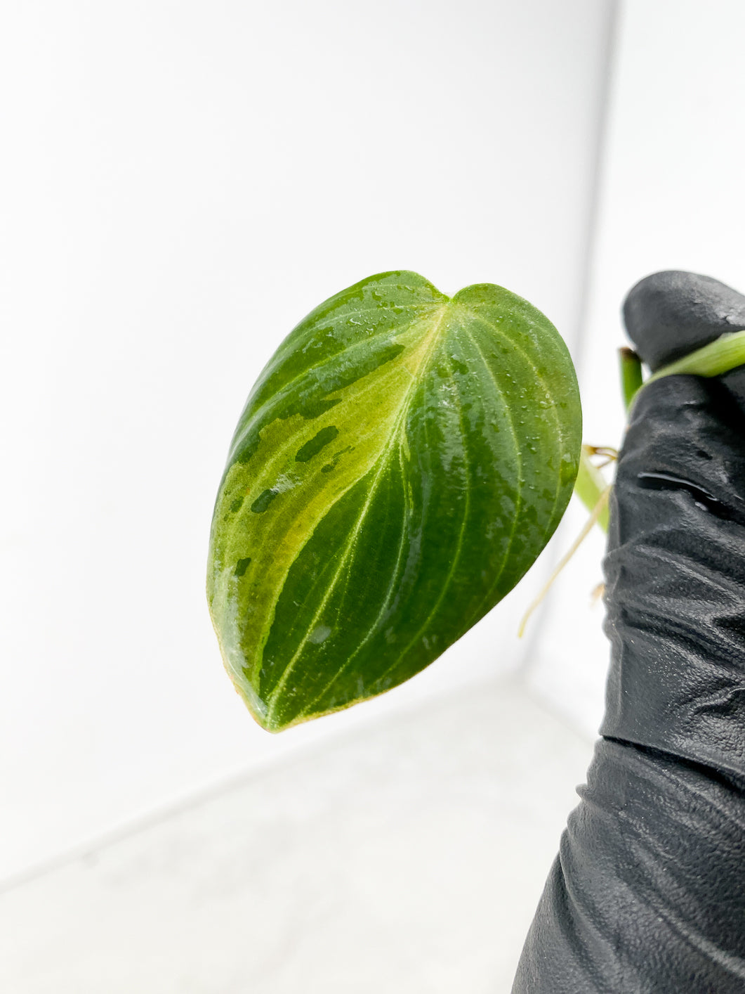 Philodendron Melanochrysum Variegated 2 leaf