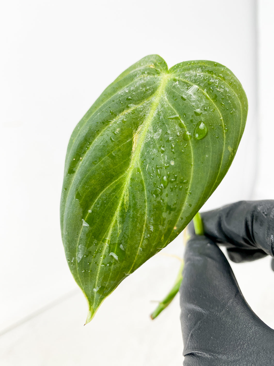 Philodendron Melanochrysum Variegated 2 leaf