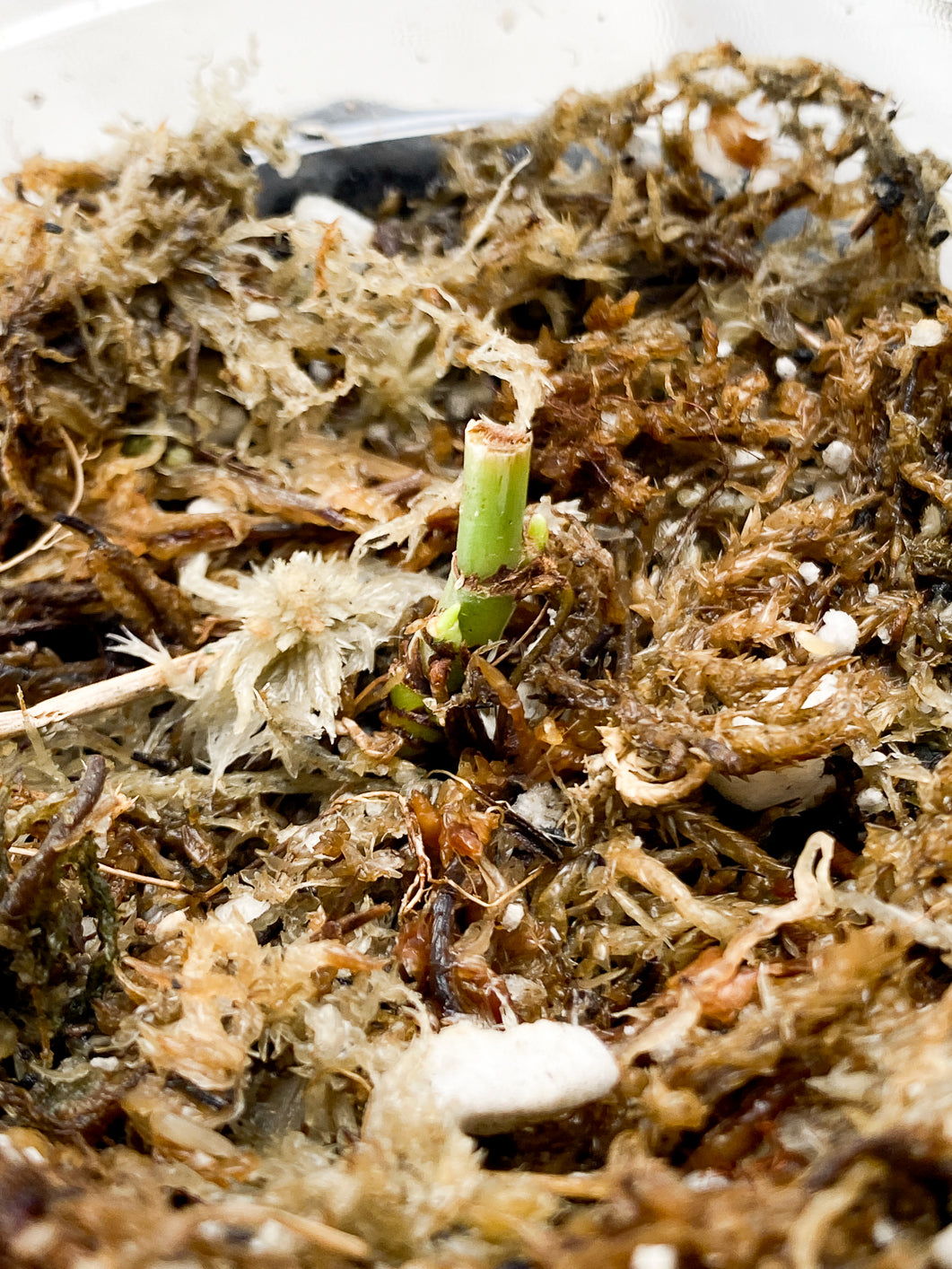 Philodendron Melanochrysum Variegated node